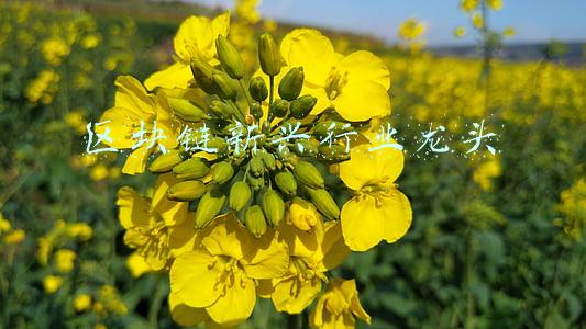 区块链上市公司龙头(还在买“假区块链”概念股？真龙头是他们，这些股区块链含金量高，21股滞涨且业绩大增)