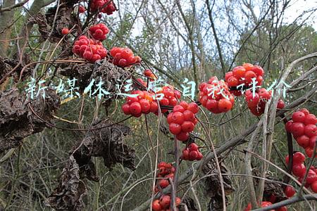 新媒体编辑自我评价(纪念丨常枫：仙风道骨的张三丰，最年长的华语影帝)