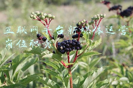 华安媒体互联网(华安基金旗下华安媒体互联网混合逆势上涨，年内业绩表现同类领先)
