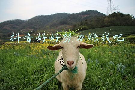 抖音好好努力赚钱吧