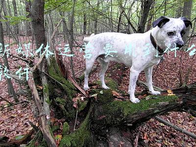 新媒体运营软件有哪些(掏空家底！！自用新媒体软件合集)