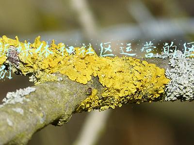 上海新媒体社区平台(年终盘点：社区团购，美团与拼多多的“光明顶之战”)