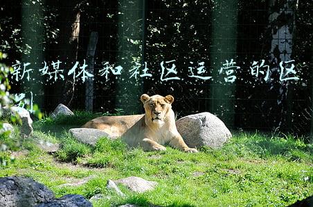 新媒体和社区运营的区别