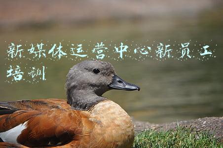 新媒体员工手册(500强企业鼓励全员开通抖音，自媒体运营可能会列入员工技能手册)