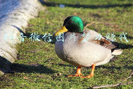 抖音努力挣钱的说说(激励女孩子努力赚钱的句子)