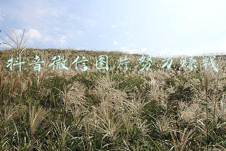 抖音收入图片(少林寺抖音爆火，门票收入过亿，名门正派一圈粉，\u0026#34;佛媛\u0026#34;哪能立足)