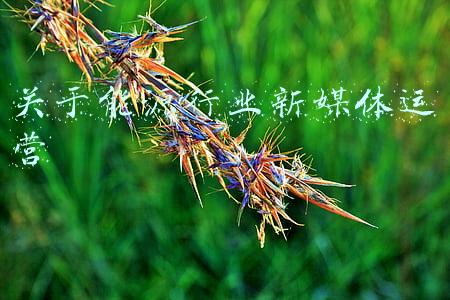 新能源行业媒体(2021年终观察：新能源汽车越过“分水岭”)