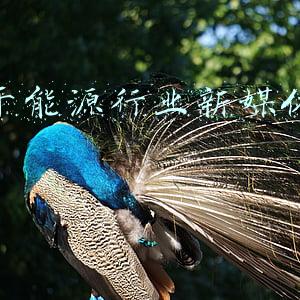 媒体能源(能源危机席卷全球！印尼等国却“大赚一笔”，俄气还宣布对欧涨价)