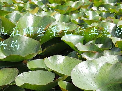 手艺活有哪些行业(农村这“4个行业”，市场潜力大，适合年轻人创业)