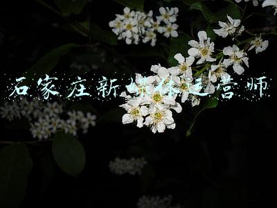 石家庄普法融媒体中心(石家庄创建普法融媒宣传中心)