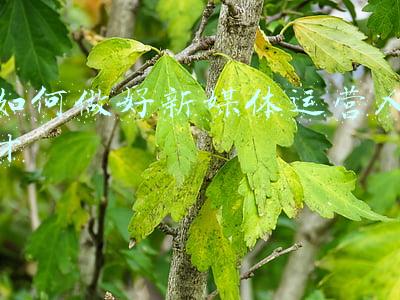 如何做好新媒体运营人才