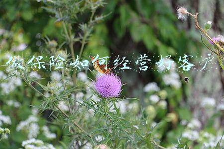 做保险没有缘故客户怎么办?_做保险没有客户怎么办