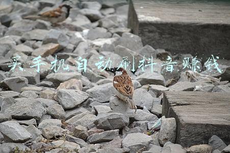 100台手机刷抖音赚钱是真的吗(顶格处罚300万元！一键群控手机刷抖音，这家企业被重罚)