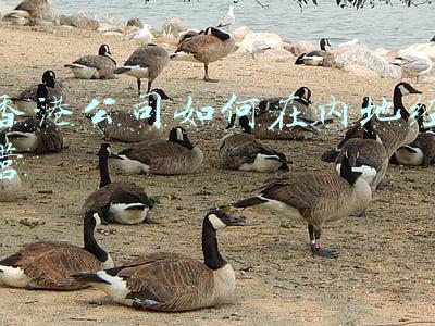 香港公司可以在内地经营吗_香港公司可以在大陆经营吗