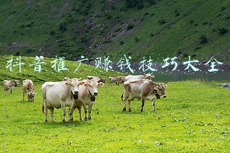 抖音推广怎么赚钱(抖音推广方法汇总 抖音代运营)