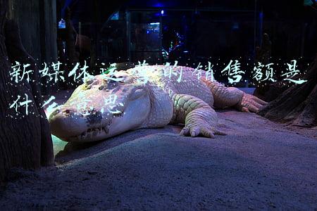 新媒体运营收入(一个月面试40家公司 带你一分钟了解武汉新媒体行业待遇 工作情况)