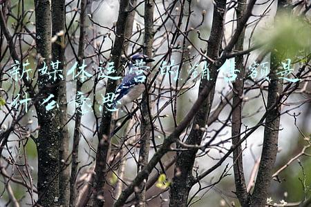 新媒体运营销售(守护袁昆：企业新媒体营销怎么做才更有效果？)