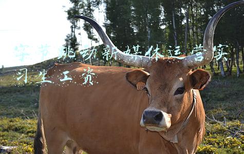 字节跳动应届生运营岗薪资(月薪4万以上，字节跳动对应届留学生有多好？)