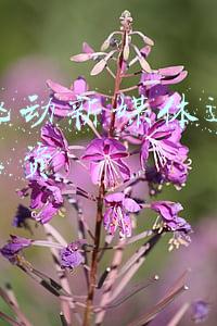 字节跳动销售运营岗待遇(字节跳动：顶流工牌、顶流福利)