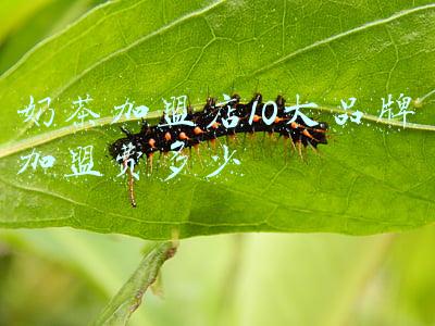 加盟奶茶店10大品牌加盟费多少钱(加盟奶茶店10大品牌加盟费多少钱,电话)