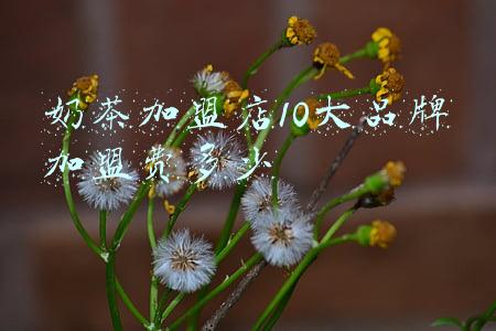 奶茶加盟店10大品牌加盟费多少高档-奶茶加盟店10大品牌加盟费多少5平方米