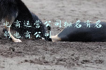 电商运营公司排名有名的电商公司
