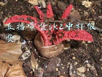 直播带货sk2中样假货