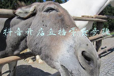 抖音开店直播带货步骤