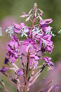 直播间带货提成什么时候给
