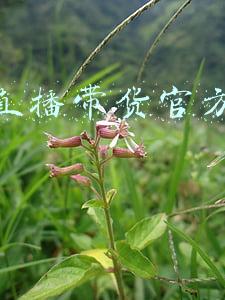 抖音直播带货官方提点多少