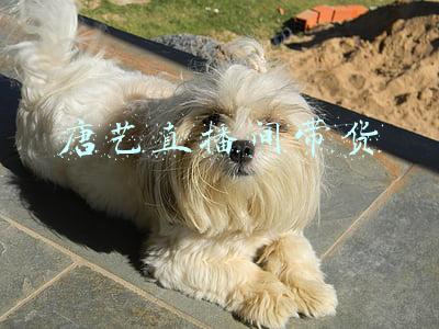 唐艺直播一场多少钱(唐艺重庆户外开播遭举报，捐款5万还又唱又跳，回应一直有献爱心)