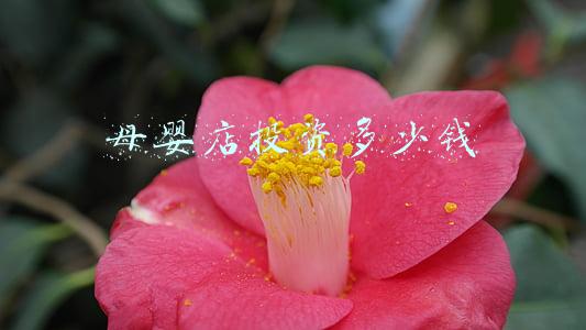 母婴店投资多少钱开母婴店需要了解哪些知识《开个母婴店需要投资多少钱》