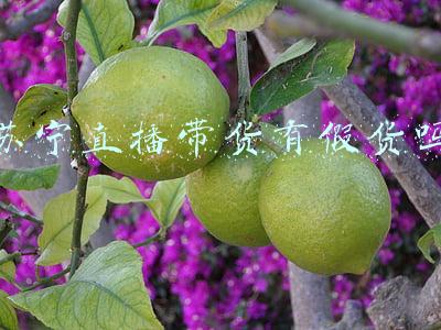 苏宁直播带货有假货吗
