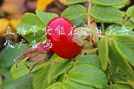 直播带货能在今日头条做广告吗