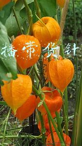 禁止直播带货针对范冰冰