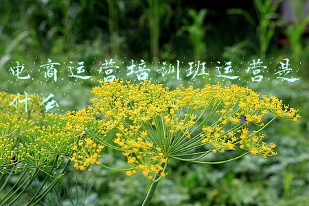 电商运营培训班运营是什么