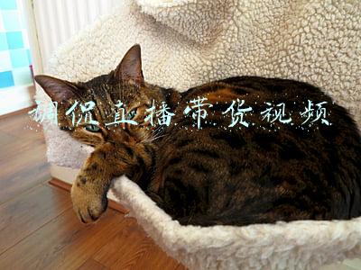 调侃直播带货视频