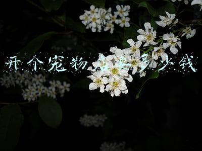 开个宠物店大概要多少钱 开个宠物店大概需要多少钱