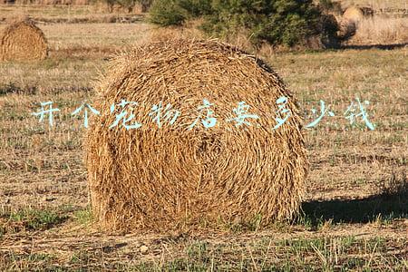 开个宠物店的费用-开一个宠物店要多少钱