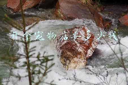 开个宠物店大概多少钱一个月（开个宠物店大概多少钱）