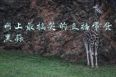黑蒜带货翻车(小面包车塞满600公斤大蒜 出发半小时就翻了)