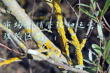 市场营销管理和运营管理的区别