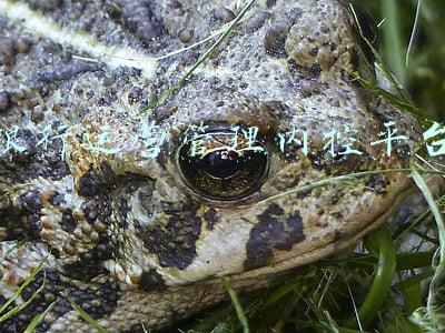 银行运营管理内控平台