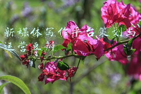 在新媒体写作平台开展营销(如何利用自媒体平台做好软文营销)