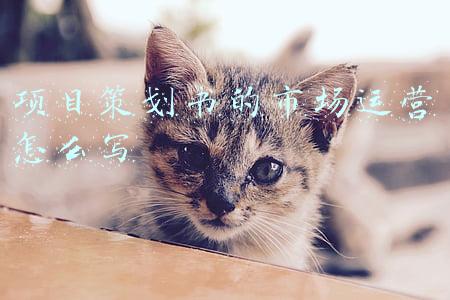 项目策划书的市场运营怎么写