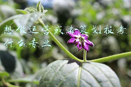 想学律师报考哪个专业(法学都有哪些专业？)