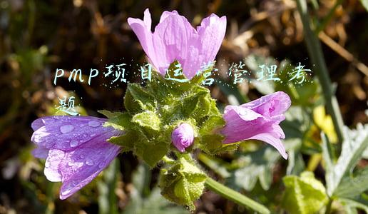 pmp项目运营管理考题