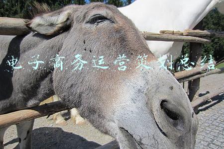电子商务运营策划总结