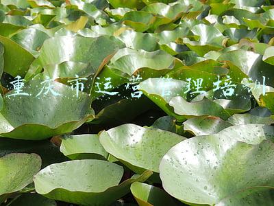 重庆市运营管理培训