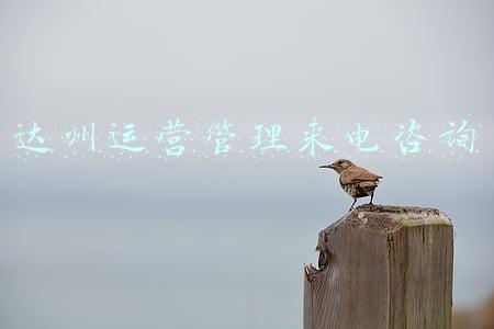 达州运营管理来电咨询